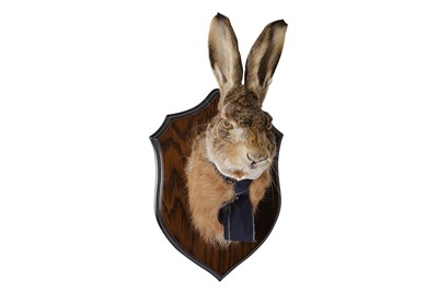 Lot 7 - AN ANTHROPOMORPHIC TAXIDERMY TROPHY OF A GENTLEMAN HARE