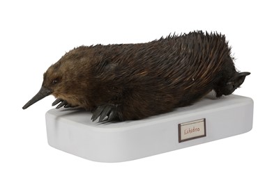 Lot 17 - A RARE EARLY 20TH CENTURY TAXIDERMY ECHIDNA (TACHYGLOSSIDAE)