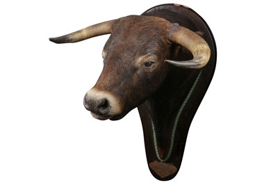 Lot 16 - A MODERN TAXIDERMY SPANISH FIGHTING BULL