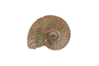 Lot 26 - A VICTORIAN OPALESCENT AMMONITE SPECIMEN