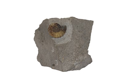 Lot 28 - A TRANSLUCENT AMMONITE SPECIMEN