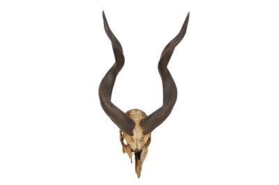 Lot 4 - AMENDED - TAXIDERMY INTEREST: TWO PAIRS OF HORNS