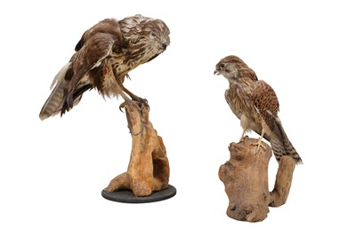 Lot 5 - TWO TAXIDERMY BRITISH BIRDS OF PREY