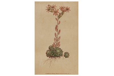 Lot 210 - WILLIAM CURTIS (1746-1799)