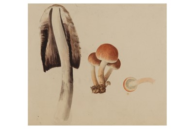 Lot 296 - JAMES SOWERBY (1757–1822)