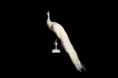 Lot 168 - A TAXIDERMY WHITE PEACOCK ON STAND