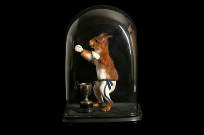 Lot 181 - AN ANTHROPOMORPHIC TAXIDERMY SCENE OF A BOXING SQUIRREL IN THE MANNER OF WALTER POTTER