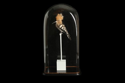 Lot 169 - A TAXIDERMY HOOPOE (UPUPIDAE) MOUNTED UNDER A GLASS DOME