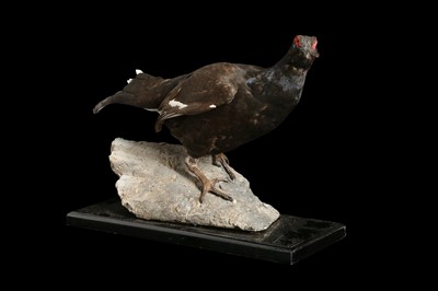 Lot 178 - A TAXIDERMY BLACK GROUSE (LYRURUS TETRIX) MOUNTED ON A FAUX ROCK