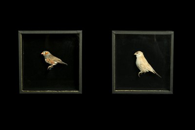 Lot 269 - A SET OF FOUR TAXIDERMY CUT-THROAT FINCHES (AMADINA FASCIATA)  IN CASES