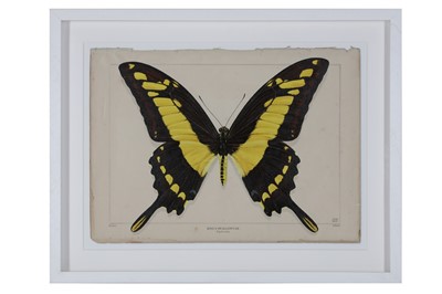 Lot 252 - EVI ANTONIO (BRITISH): A TROMPE L'OEIL DIGITAL ARTWORK OF A KING'S SWALLOWTAIL BUTTERFLY