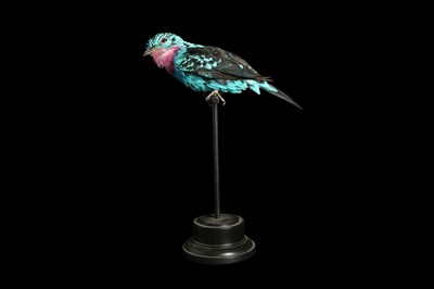 Lot 171 - A RARE TAXIDERMY SPANGLED COTINGA (COTINGA CAYANA) ON PERCH