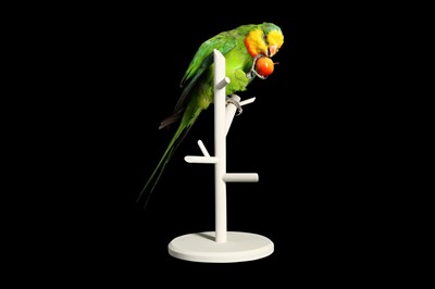 Lot 170 - A TAXIDERMY PARAKEET ON PERCH