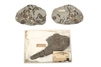 Lot 290 - A VERY RARE MUSEUM SPECIMEN ICTHYOSAURUS SKULL TOGETHER WITH FOSSILISED BONES