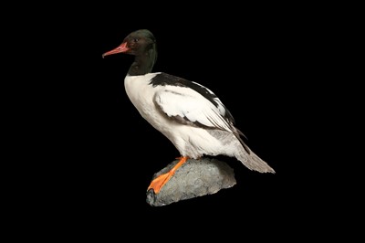 Lot 179 - A SUPERIOR TAXIDERMY SPECIMEN GOOSANDER (MERGUS MERGANSER) ON A FAUX ROCK