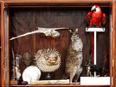 Lot 166 - A FINE TAXIDERMY SCARLET MACAW MOUNTED ON A PERCH