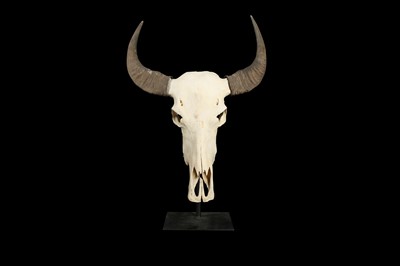 Lot 135 - A YAK SKULL MOUNTED ON A METAL STAND