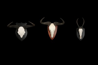 Lot 136 - TWO WILDEBEEST AND A BLESBOK SET OF SKULLS AND HORNS ON STANDS