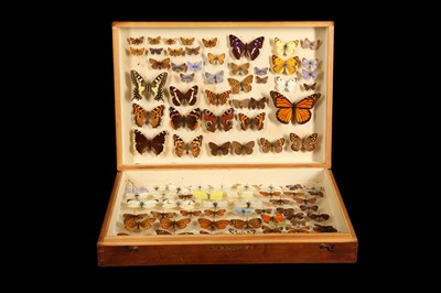 Lot 253 - AN EARLY 20TH CENTURY DOUBLE WOODEN LEPIDOPTERY SPECIMEN BOX OF BRITISH BUTTERFLIES