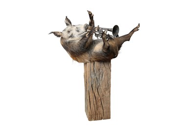 Lot 87 - A TAXIDERMY BUSH PIG PLAYING  A TRUMPET BY ANDRE ROBOLOBAVICH