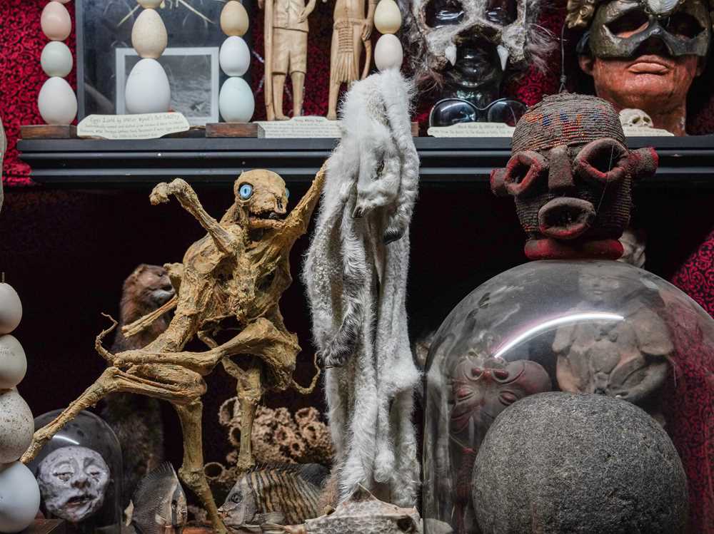 Lot 3 - THE EIGHT LEGGED STRIPPING LAMB, TAXIDERMY ART BY ANDRE ROBOLOBAVICH