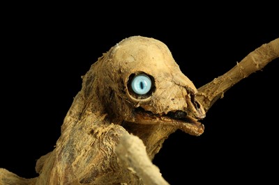 Lot 3 - THE EIGHT LEGGED STRIPPING LAMB, TAXIDERMY ART BY ANDRE ROBOLOBAVICH