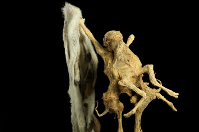 Lot 3 - THE EIGHT LEGGED STRIPPING LAMB, TAXIDERMY ART BY ANDRE ROBOLOBAVICH