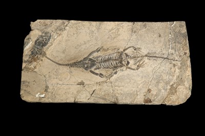 Lot 255 - A KEICHOSAURUS FOSSIL