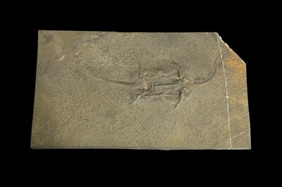 Lot 256 - A KEICHOSAURUS FOSSIL
