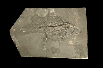 Lot 257 - A KEICHOSAURUS FOSSIL