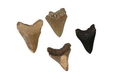 Lot 291 - FOUR FOSSILISED MEGALODON (CARCHAROCLES MEGALODON) SHARK TEETH