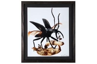 Lot 33 - TESSA FARMER (BRITISH, B.1978):  TWO LIMITED EDITION PRINTS TOGETHER WITH A BOOK