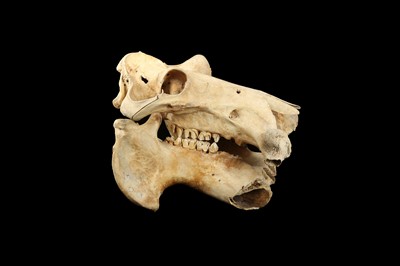Lot 18 - A 19TH CENTURY HIPPO SKULL