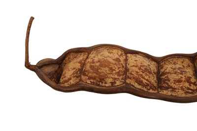 Lot 19 - THE WORLD'S LARGEST BEAN POD, 'JACK'S BEAN'