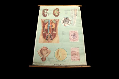 Lot 71 - A SCIENTIFIC EDUCATIONAL POSTER RELATING TO THE URINARY TRACT