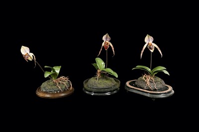 Lot 64 - THREE FAUX ORCHIDS ON EBONISED PLINTHS