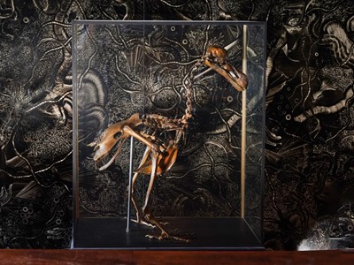 Lot 10 - A  PAINTED CAST OF A DODO  SKELETON