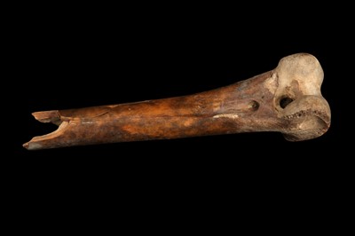 Lot 8 - AN EXCEPTIONALLY RARE DODO BONE, MAURITIUS, BEFORE 1690