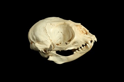 Lot 21 - A HOODED SEAL (CYSTOPHORA CRISTATA) SKULL