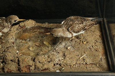 Lot 47 - A LATE 19TH / EARLY 20TH CENTURY  TAXIDERMY GROUP OF TURNSTONES IN A DISPLAY CASE