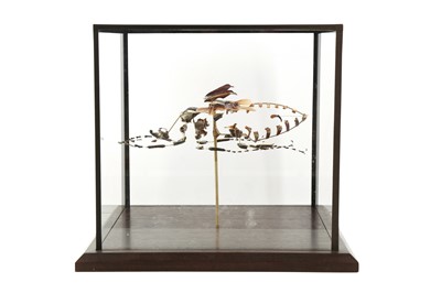 Lot 34 - A BEAUCHENE BEETLE IN CUBIC DISPLAY CASE