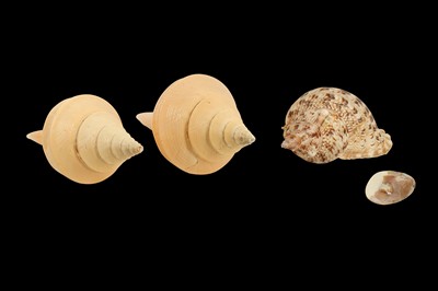 Lot 55 - A COLLECTION OF THREE LARGE  SEA SHELLS TOGETHER WITH A SMALLER  OYSTER SHELL