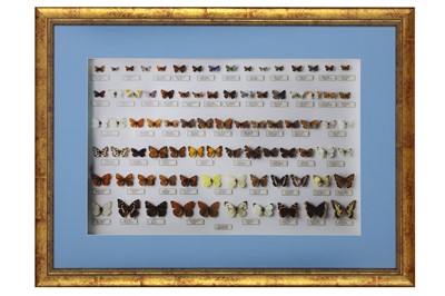 Lot 81 - A FRAMED PRINT OF BUTTERFLY SPECIMENS TOGETHER WITH THE BOOK THAT FEATURES THE PRINT BY VIKTOR WYND