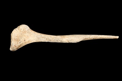 Lot 9 - RELICS OF EXTINCT BIRDS: AN ELEPHANT BIRD (AEPYORNIS MAXIMUS) BONE, PRE 17TH CENTURY