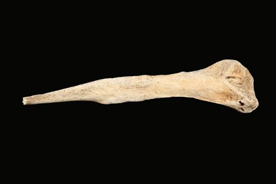Lot 9 - RELICS OF EXTINCT BIRDS: AN ELEPHANT BIRD (AEPYORNIS MAXIMUS) BONE, PRE 17TH CENTURY