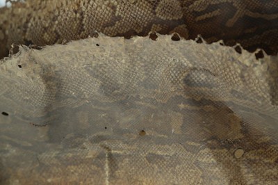 Lot 38 - AN EARLY 20TH CENTURY ROCK PYTHON SKIN
