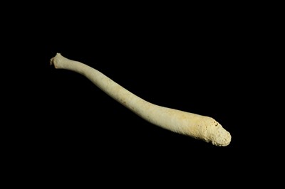 Lot 130 - A WALRUS BACULUM (PENIS BONE)  POSSIBLY AN INUIT OOSIK