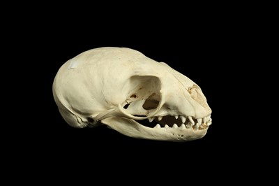 Lot 22 - A BEARDED SEAL (ERIGNATHUS BARBATUS) SKULL