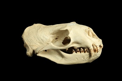 Lot 23 - A STELLER SEA LION (EUMETOPIAS JUBATUS) SKULL