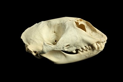 Lot 24 - A GREY SEAL SKULL (HALICHOERUS GRYPUS)
